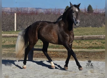 Koń andaluzyjski, Wałach, 5 lat, 157 cm, Siwa