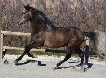 Koń andaluzyjski, Wałach, 5 lat, 157 cm, Siwa