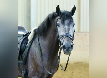 Koń andaluzyjski, Wałach, 5 lat, 157 cm, Stalowosiwy