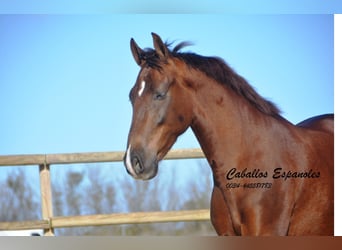 Koń andaluzyjski, Wałach, 5 lat, 158 cm, Kasztanowata
