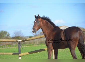 Koń andaluzyjski, Wałach, 5 lat, 158 cm, Kasztanowata