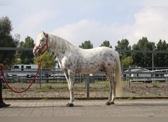 Koń andaluzyjski Mix, Wałach, 5 lat, 158 cm, Tarantowata