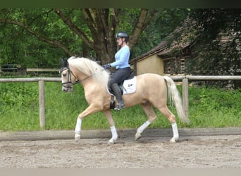 Koń andaluzyjski, Wałach, 5 lat, 159 cm, Izabelowata