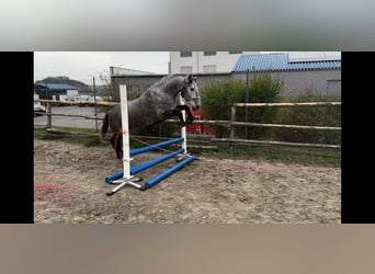 Koń andaluzyjski, Wałach, 5 lat, 159 cm, Siwa jabłkowita
