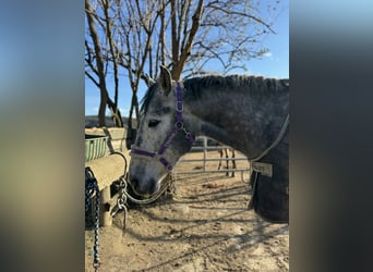 Koń andaluzyjski, Wałach, 5 lat, 159 cm, Siwa jabłkowita