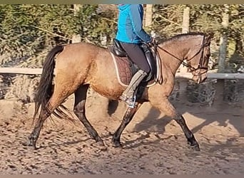Koń andaluzyjski, Wałach, 5 lat, 160 cm, Bułana