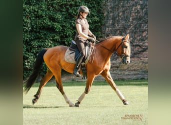 Koń andaluzyjski, Wałach, 5 lat, 160 cm, Gniada