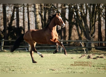 Koń andaluzyjski, Wałach, 5 lat, 160 cm, Gniada