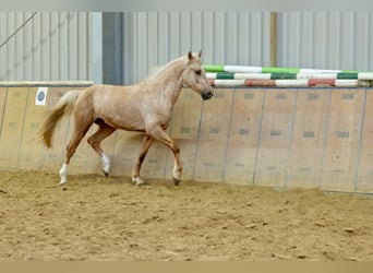 Koń andaluzyjski, Wałach, 5 lat, 160 cm, Izabelowata