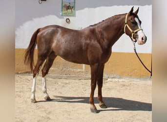 Koń andaluzyjski, Wałach, 5 lat, 160 cm, Kasztanowata