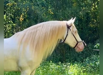 Koń andaluzyjski, Wałach, 5 lat, 160 cm
