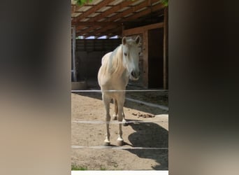 Koń andaluzyjski Mix, Wałach, 5 lat, 160 cm, Perłowa