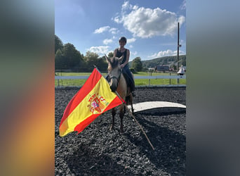 Koń andaluzyjski, Wałach, 5 lat, 162 cm, Bułana