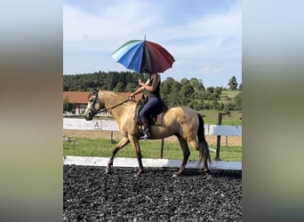 Koń andaluzyjski, Wałach, 5 lat, 162 cm, Bułana