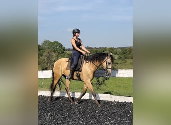Koń andaluzyjski, Wałach, 5 lat, 162 cm, Bułana