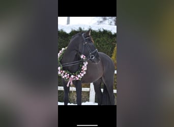 Koń andaluzyjski, Wałach, 5 lat, 162 cm, Kara
