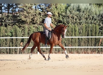 Koń andaluzyjski, Wałach, 5 lat, 163 cm, Ciemnokasztanowata