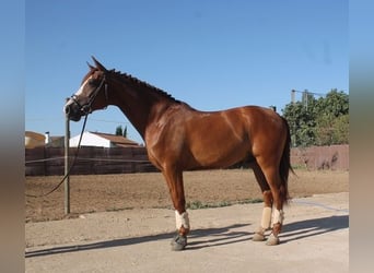 Koń andaluzyjski, Wałach, 5 lat, 163 cm, Ciemnokasztanowata