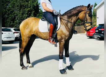 Koń andaluzyjski, Wałach, 5 lat, 163 cm, Jelenia