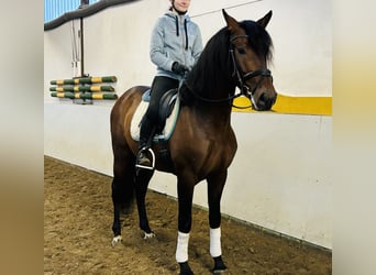 Koń andaluzyjski, Wałach, 5 lat, 166 cm, Gniada