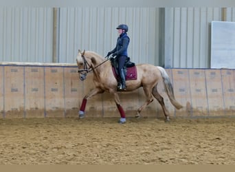 Koń andaluzyjski, Wałach, 5 lat, 166 cm, Izabelowata