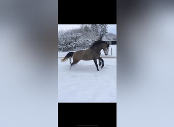 Koń andaluzyjski, Wałach, 5 lat, 166 cm, Stalowosiwy