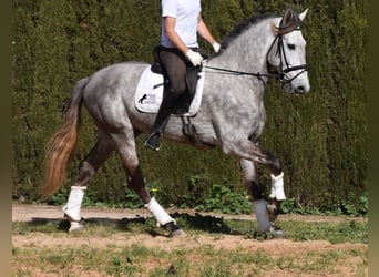 Koń andaluzyjski, Wałach, 5 lat, 167 cm, Siwa