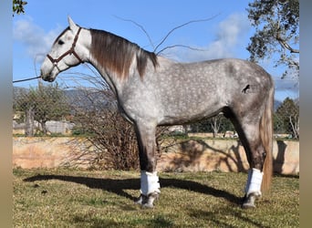 Koń andaluzyjski, Wałach, 5 lat, 167 cm, Siwa