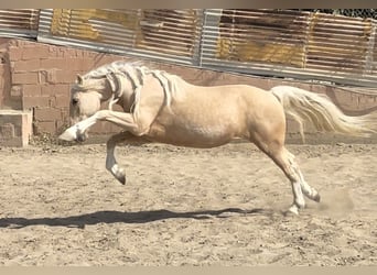 Koń andaluzyjski Mix, Wałach, 6 lat, 140 cm, Izabelowata