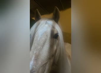 Koń andaluzyjski, Wałach, 6 lat, 142 cm, Izabelowata
