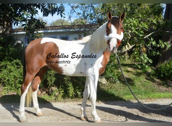 Koń andaluzyjski, Wałach, 6 lat, 150 cm, Srokata