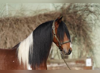 Koń andaluzyjski, Wałach, 6 lat, 150 cm, Srokata