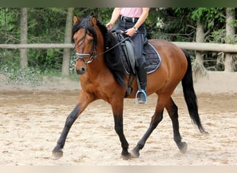 Koń andaluzyjski, Wałach, 6 lat, 151 cm
