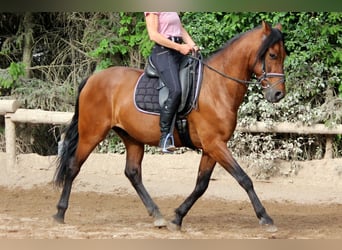 Koń andaluzyjski, Wałach, 6 lat, 151 cm