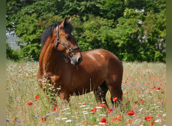 Koń andaluzyjski, Wałach, 6 lat, 152 cm, Gniada