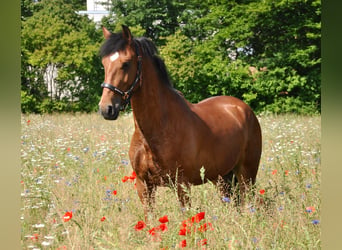 Koń andaluzyjski, Wałach, 6 lat, 152 cm, Gniada