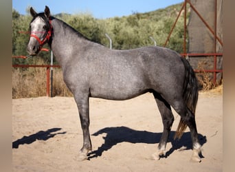 Koń andaluzyjski, Wałach, 6 lat, 153 cm, Siwa
