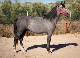 Koń andaluzyjski, Wałach, 6 lat, 153 cm, Siwa