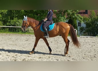 Koń andaluzyjski, Wałach, 6 lat, 154 cm, Kasztanowata