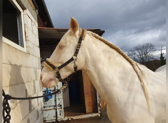 Koń andaluzyjski, Wałach, 6 lat, 155 cm, Cremello