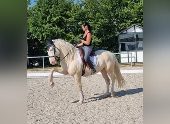 Koń andaluzyjski, Wałach, 6 lat, 155 cm, Cremello