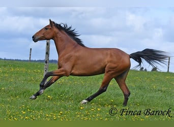 Koń andaluzyjski, Wałach, 6 lat, 155 cm, Gniada