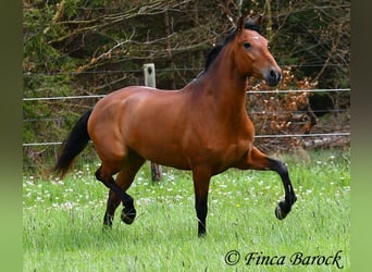 Koń andaluzyjski, Wałach, 6 lat, 155 cm, Gniada
