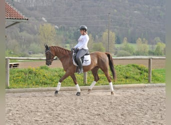 Koń andaluzyjski, Wałach, 6 lat, 155 cm, Kasztanowata