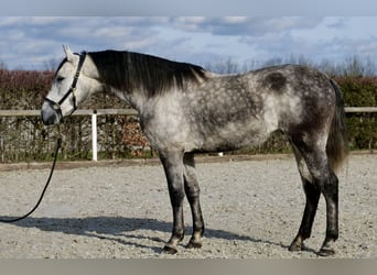 Koń andaluzyjski, Wałach, 6 lat, 155 cm, Siwa jabłkowita