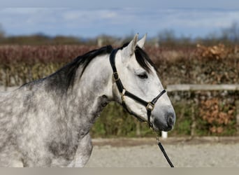 Koń andaluzyjski, Wałach, 6 lat, 155 cm, Siwa jabłkowita