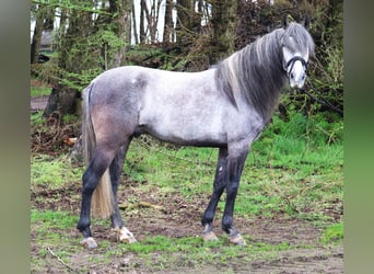 Koń andaluzyjski, Wałach, 6 lat, 155 cm, Stalowosiwy
