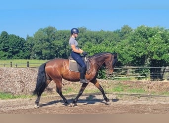 Koń andaluzyjski Mix, Wałach, 6 lat, 156 cm, Gniada
