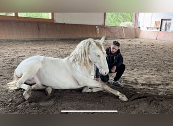 Koń andaluzyjski Mix, Wałach, 6 lat, 157 cm, Cremello