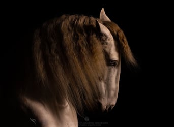 Koń andaluzyjski Mix, Wałach, 6 lat, 157 cm, Cremello